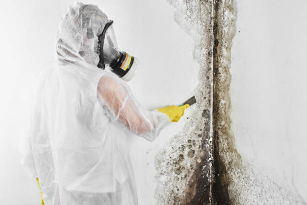 Best Home Mold Removal  in Rosemont, PA