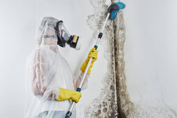 Best Crawl Space Mold Removal  in Rosemont, PA