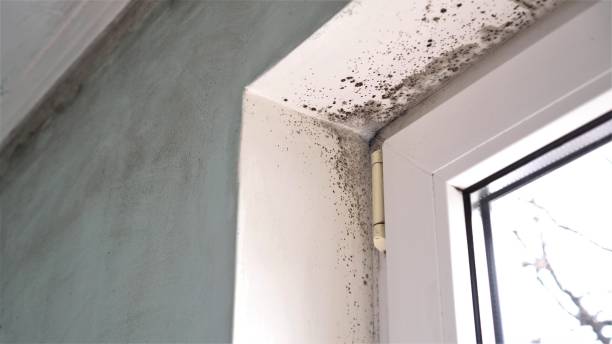 Crawl Space Mold Removal in Rosemont, PA