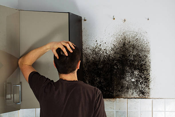 Best Black Mold Removal  in Rosemont, PA